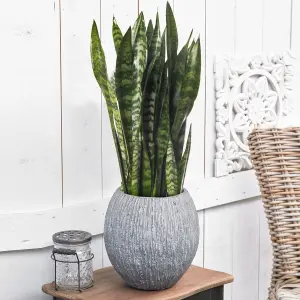 Sansevieria Black Coral - Indoor House Plant for Home Office, Kitchen, Living Room - Potted Houseplant (30-40cm)