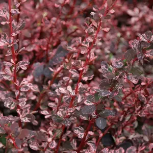 Berberis Harlequin - Outdoor Flowering Shrub, Ideal for UK Gardens, Compact Size (15-25cm Height Including Pot)