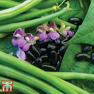 Bean Dwarf Nautica 1 Seed Packet (100 Seeds)