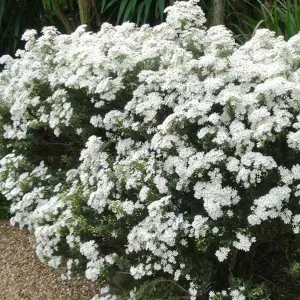 Olearia Spring Bling Garden Plant - White Blossoms, Compact Size, Hardy (15-30cm Height Including Pot)