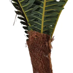 140cm H Artificial Phoenix Fern Tree in Pot for Home Outdoor Indoor