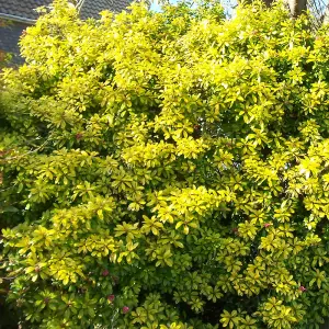 Escallonia Gold Ellen Garden Shrub - Golden Foliage, Pink Blooms, Compact Size, Hardy (15-30cm Height Including Pot)