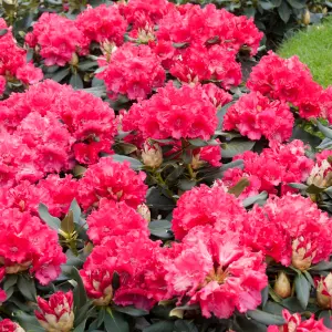 Gardeners Dream Rhododendron Markeetas Prize (9cm)