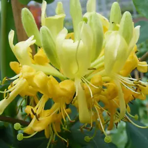 Honeysucke - Lonicera Scentsation - 3 Litre Potted Plant x 1