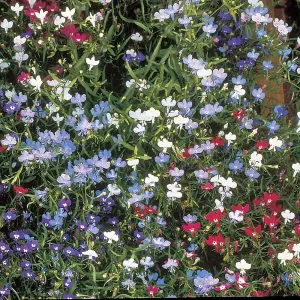 Lobelia Cascade Mix 1 Seed Packet (1000+ Seeds)