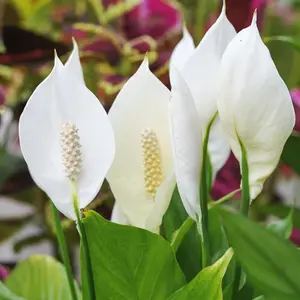 Spathiphyllum Peace Lily Alana - Air Purifying House Plant in 13cm Pot