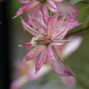 Clematis Montana Majorie in a 9cm Pot