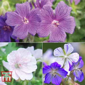 Geranium Hardy Blues Collection 6 Bare Root Plants