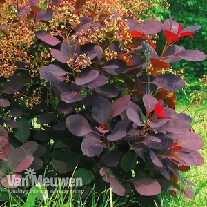 Cotinus Coggygria Royal Purple 3.6 Litre Potted Plant x 1