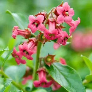 Escallonia Macrantha Garden Shrub - Red Blooms, Green Foliage, Compact Size, Hardy (15-30cm Height Including Pot)