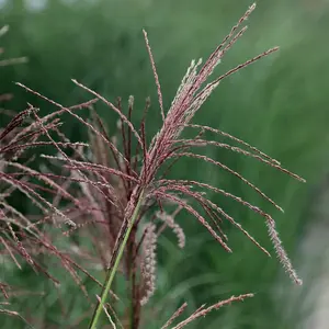 Ferner Osten Chinese Silver Grass Miscanthus Sinensis Outdoor Plants 2L Pot