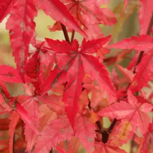 Acer Redwine - Rich Burgundy Foliage, Outdoor Plant, Ideal for Gardens, Compact Size (50-70cm Height Including Pot)