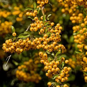 Pyracantha Orange Glow 3 Litre Potted Plant x 1