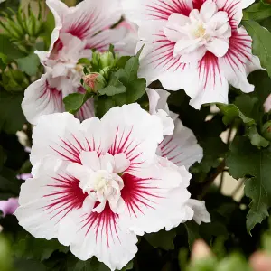 Hibiscus syriacus Starburst Chiffon Standard Tree in 19cm Pot