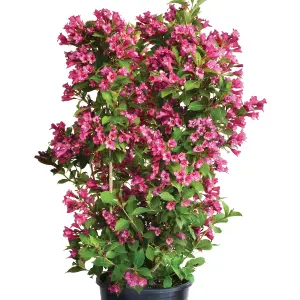 Weigela Cherry Garden Plant - Deep Pink Blooms, Compact Size (20-30cm Height Including Pot)