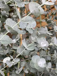 Eucalyptus Gunnii Azura Evergreen Ornamental Tree 5-6ft Tall Large Supplied in a 5 Litre Pot