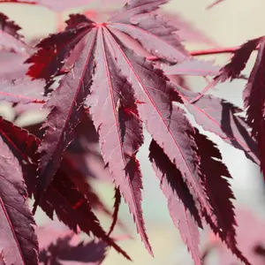 Acer Black Lace - Deeply Cut Purple Foliage, Outdoor Plant, Ideal for Gardens, Compact Size (50-70cm Height Including Pot)