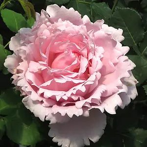 Rose 'King Charles Coronation' in a 4L Pot Supplied as 1 x Established Pink Rose Bush in a 4L Pot