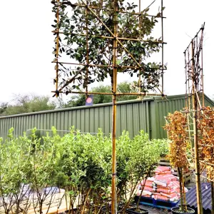 Silverberry Oleaster Pleached Tree with Staking Kit - 180cm Stem and 10cm Girth