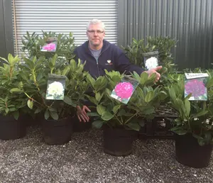 Direct Plants Rhododendron Lord Roberts Evergreen Shrub Plant Extra Large in a 10 Litre Pot