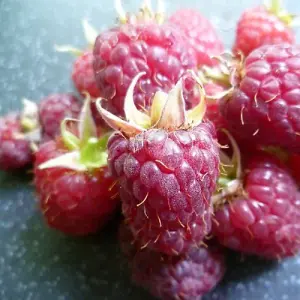 Raspberry (Rubus idaeus) Joan J 6 Canes