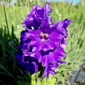 2 x Delphinium Plant Magic Fountains Dark Blue/Dark Bee in 1L Pots - Summer Flowering Eye Catching Larkspur - Herbaceous Perennial