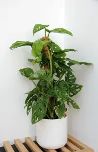 Monstera Monkey Leaf on Moss Pole - 70-80cm inc Pot - Instant Impact Plant