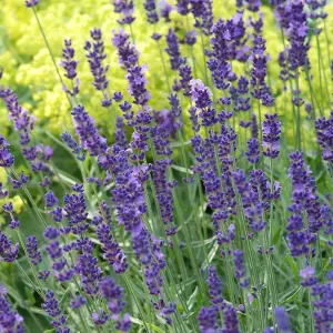 Lavandula Munstead Garden Plant - Fragrant Foliage, Lavender Blooms, Compact Size (25-35cm Height Including Pot)