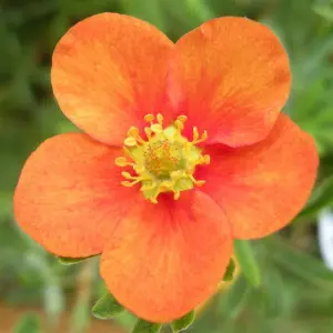 Potentilla Hopleys Orange Garden Plant - Orange Flowers, Compact Size, Hardy (15-30cm Height Including Pot)