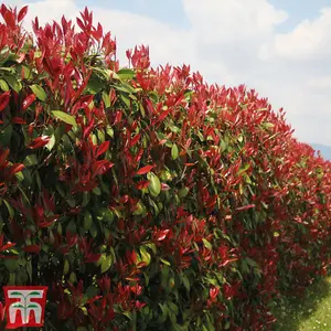 Photinia Fraseri Red Robin 9cm Pot x 2