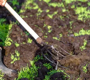 Green Manure Grazing Rye 1 Seed Packet