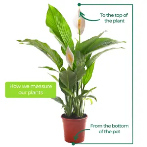 Spathiphyllum Peace Lily - Graceful and Purifying Indoor Plant for Interior Spaces (30-40cm Height Including Pot)