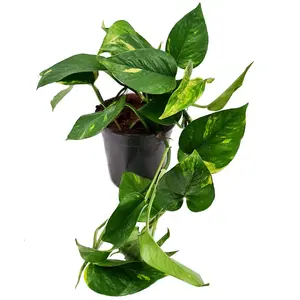 House Plant - Devil's Ivy - Golden Pothos - 12 cm Pot size - 10-20 cm Tall - Epipremnum Pinnatum Aureum - Indoor Plant