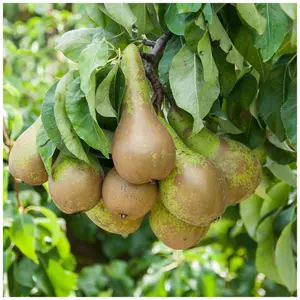 Concorde Pear Tree 4ft Tall, in a 6L Pot, Self-Fertile, Sweet & Juicy Pear 3FATPIGS