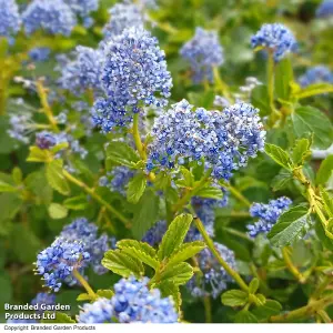 Ceanothus thrysifolius Repens 9cm Potted Plant x 1