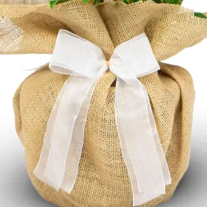 Diamond Wedding Rose Bush Gift Wrapped - 60th Wedding Anniversary Garden Plant