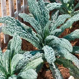 Kale 'Yurok' F1 Hybrid - 1 Seed Packet (30 Seeds)