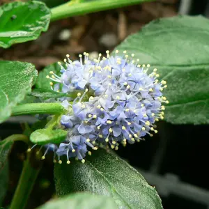 Ceanothus Yankee Point Garden Plant - Vibrant Blue Blooms, Compact Size (15-30cm Height Including Pot)