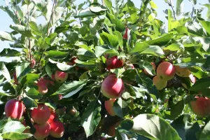 Lincolnshire Fruits James Grieve Bareroot Apple 7 Litre Tree