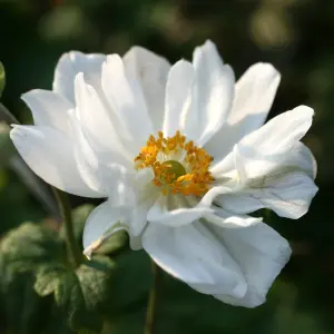 Anemone Whirlwind - Elegant White Double Blooms, Compact Size (15-30cm Height Including Pot)