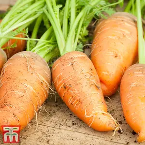 Carrot Paris Market Atlas 1 Seed Packet (100 Seeds)