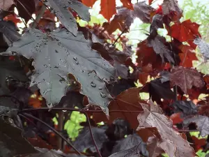 Direct Plants Acer Crimson King Maple Tree 5-6ft Tall Supplied in a 7.5 Litre Pot