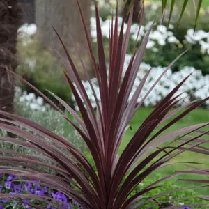 Red Star Cabbage Palm Outdoor Shrub Plant Cordyline Australis 2L Pot