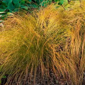 Carex Prairie Fire - Copper Coloured Foliage, Evergreen, Hardy (15-25cm Height Including Pot)