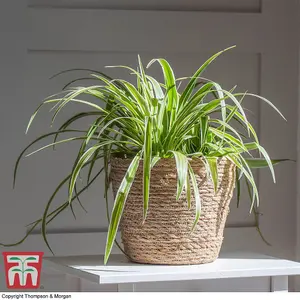 Houseplant Chlorophytum (Spider Plant) Comosum Variegatum (Height 32cm) 12cm Pot x 1 & Incredifeed