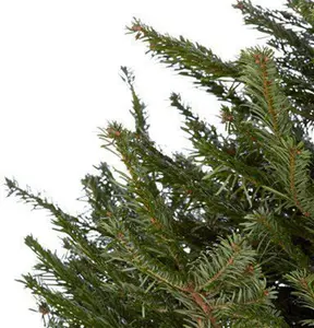 180-210cm 6ft Nordmann Fir Large Full Real Cut Christmas Tree