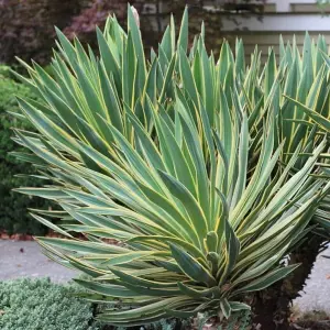 1 x Yucca gloriosa 'Variegata' in 9cm Pot - Amazing Two Tone Foliage