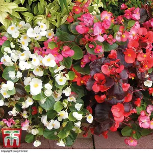 Begonia Sun Shade Mix 1 Seed Packet (2000 Seeds)