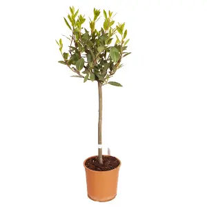 Bay Tree Standard Tree 70-80cm tall  Single Garden Ready Potted Bay Tree