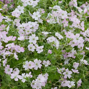 Geranium Dreamland - Pale Pink Flowers, Perennial Plant, Compact Size (20-30cm Height Including Pot)